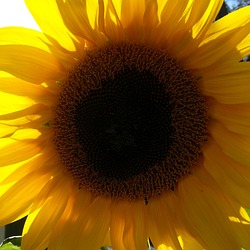 Image author: Kellieparker369