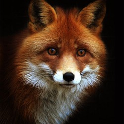 Image author: LeFox