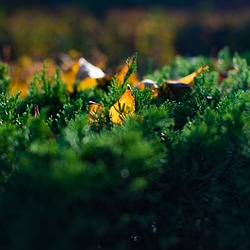Image author: duxing_77