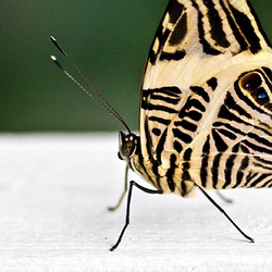 Image author: Tafelsuesse