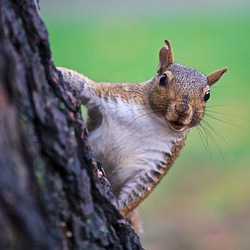 Image author: Davor