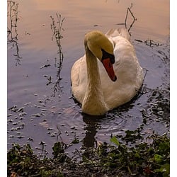 Image author: Naturelover84