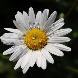 Image author: Elsemargriet